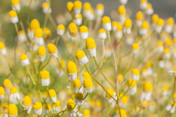 Daisy or chamomiles grass in the nature background.