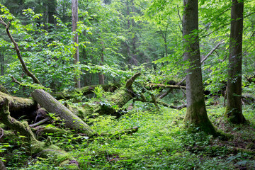Old oak tree broken lying in spring forest