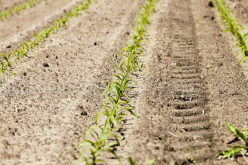 young sprout of corn 