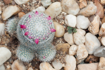 Green cactus thorns in the cactus graden.