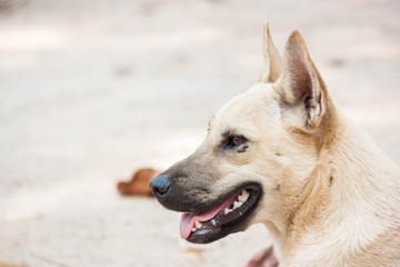 Homeless dog on the park.