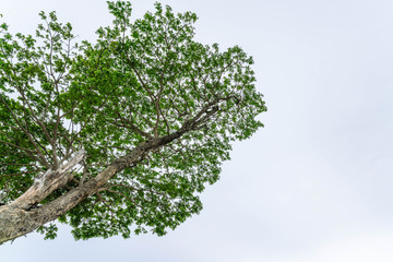 Green branches of tree against the blue sky - copy space for your design