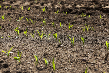 agricultural field with corn  