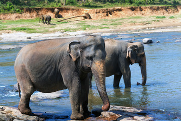 Elephant attraction river safari