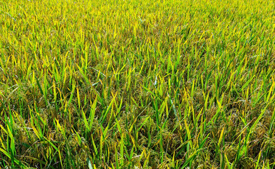 paddy rice field Background