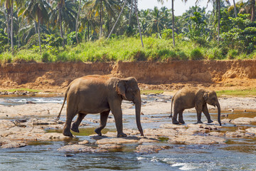family Mother elephant with baby