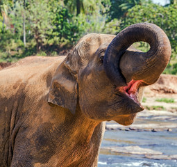 Ceylon Animal Elephant attraction river