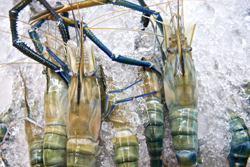 Fresh big shrimp on ice at the prawn market for sell. Top view. For background. Close up.