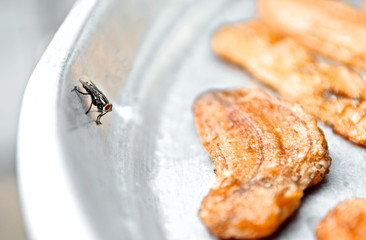 Fly look around fry food exposed to sunlight. Disease risk. Close up and macro.