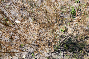 ripe yellow dill  
