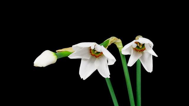 Timelapse of a bunch of white narcissus flowers blooming on black background. in 4K (4096x2304)