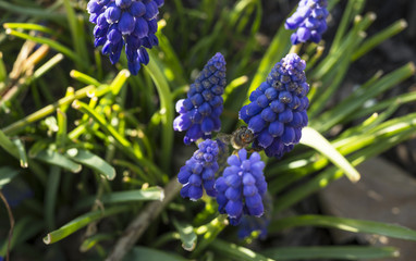 Muscari armenicum