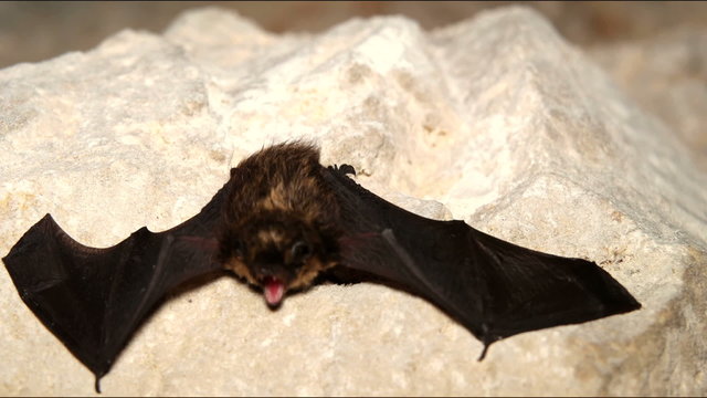 Roosting bats in the cave.