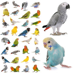 group of parakeets and parrots