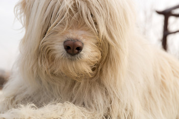 white dog lying on the lawn in the winter