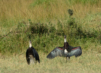 Woolly-necked storks, Maasai Mara Game Reserve, Kenya