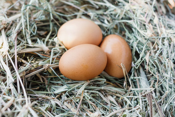 eggs in nest