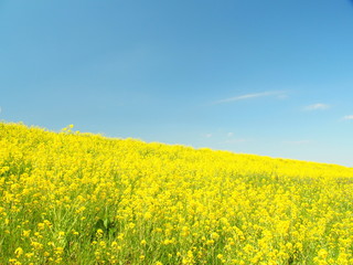Fototapeta premium 青空と菜の花