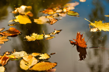 yellow fallen leaves lie on the surface of the puddle in autumn