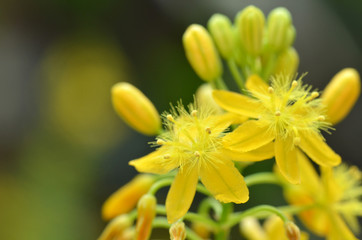 S. African plant Bulbine