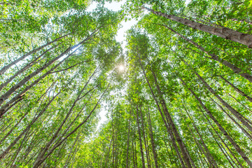 Fototapeta premium Ceriops tagal in the mangrove forest blur