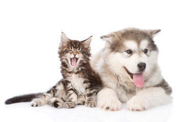 Yawning maine coon cat and alaskan malamute dog together. isolat