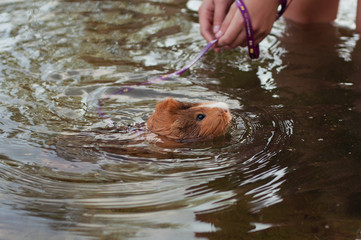 Guinea  pig swimming in the lake
