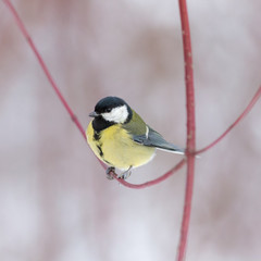 Fototapeta premium Portrait of a tit