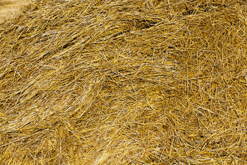 farm field cereals  