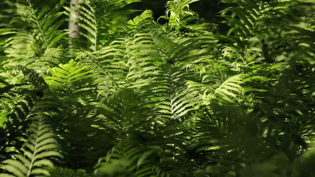 Narrow depth of field on group of fiddlehead ferns highlighted by the sun and contrasted against those in shadow.