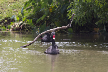 Black Swan in Casela Park - Mauritius