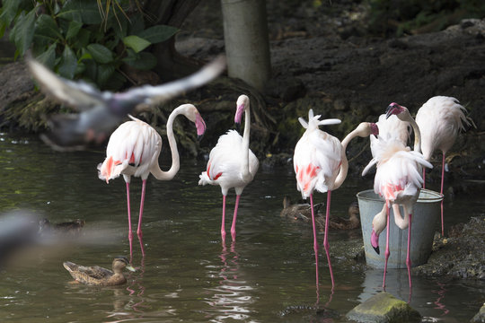 flamingo standing in water