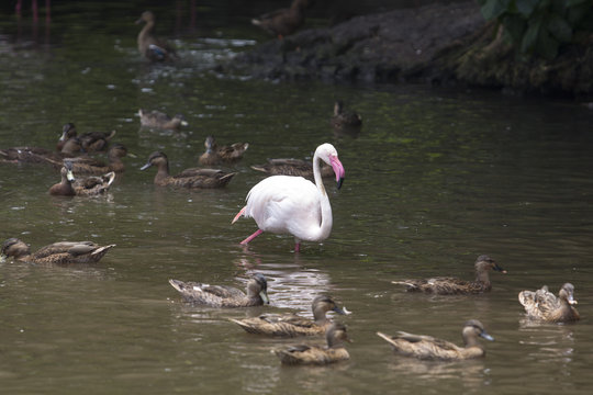 flamingo standing in water