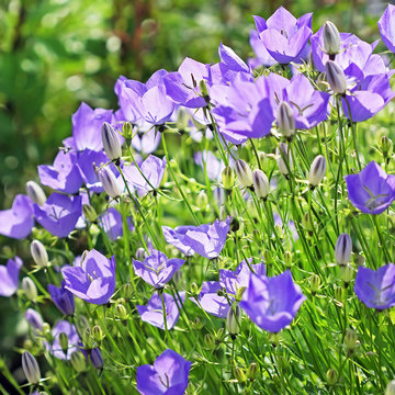 Decorative garden plant Carpathian Bellflower ( Campanula carpat