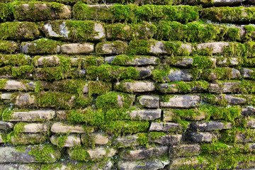 Fototapety  Green moss on old stone wall