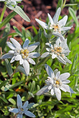 Edelweiss Alpine, leontopodium (Leontopodium)