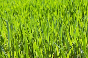 Wheat close up 