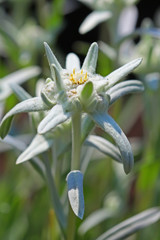 Edelweiss Alpine, leontopodium (Leontopodium)