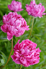 Flowers Pink Peonies