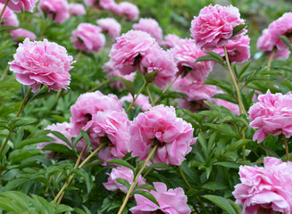 Flowers Pink Peonies