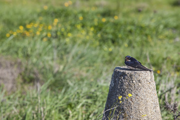 Obraz premium Swallow resting after migration with first springtime flowers fi