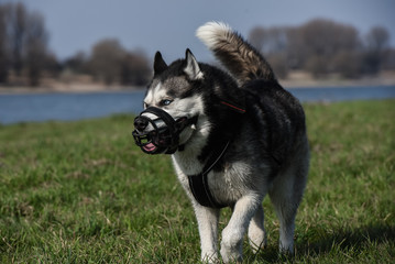 Husky mit Maulkorb