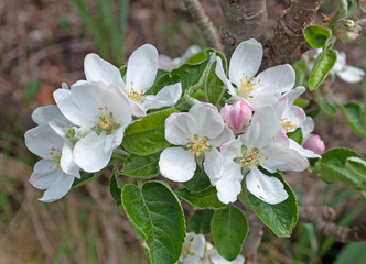 Apfelblüten, Apfelbaum, Apple blossoms