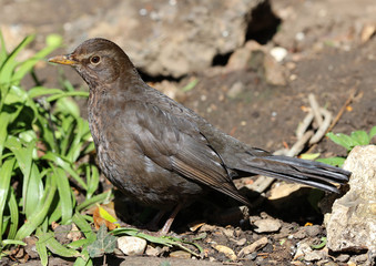 Close up of a female blackbird