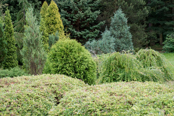 Evergreens in the garden