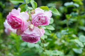 Fototapeta na wymiar Climbing Rose
