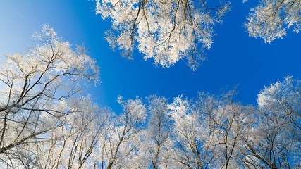 The tops of trees covered with hoarfrost against the blue sky
