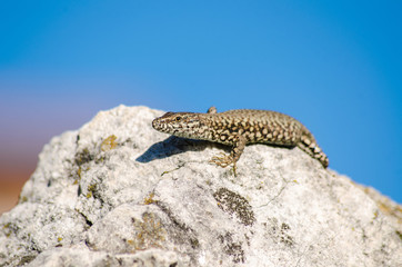 Podarcis Muralis