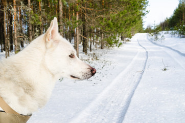 Portrait of a sled dog in a snowy winter forest
