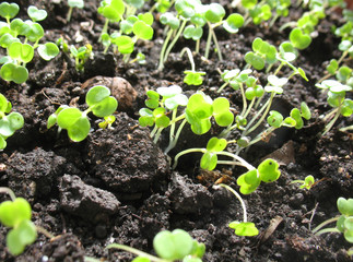 sprout of plant